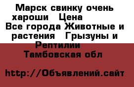 Марск свинку очень хароши › Цена ­ 2 000 - Все города Животные и растения » Грызуны и Рептилии   . Тамбовская обл.